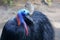 The face part of the Cassowary with a beautiful color.