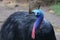 The face part of the Cassowary with a beautiful color.