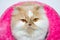 The face Persian A cat with a gentle character. Discreet, sociable, cheerful, mischievous Like being cringe and witty white and