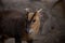 Face portrait of an adult male of muntjac deer