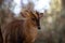 Face portrait of an adult male of muntjac deer