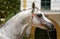 Face portrait of an Arabian horse