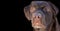 Face portrait of brown chocolate labrador retriever dog isolated on black background. Dog face close up with focus on nose. Young