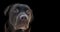 Face portrait of brown chocolate labrador retriever dog isolated on black background. Dog face close up with focus on nose. Young