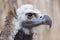 Face portrait of a Cinereous Vulture (Aegypius monachus)