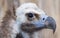 Face portrait of a Cinereous Vulture (Aegypius monachus)