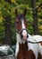 A face portrait of a grace painted Quarter Horse, on nature background