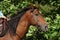 A face portrait of a grace red Quarter Horse, on nature background