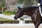 Face portrait of a hanoverian horse in a dressage competition