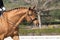 Face portrait of a hanoverian horse in a dressage competition