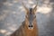 Face portrait of a Patagonian hare also known as a mara