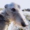 Face portrait of a Scottish Deerhound