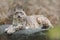 Face portrait of snow leopard with clear rock background, Hemis National Park, Kashmir, India. Wildlife scene from Asia. Detail po