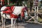 Face Portrait of a Spanish horse in Doma Vaquera competition in Jerez with traditional bridle-portrait of the harnessed horse,