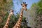 Face portrait of two adult african giraffes with grass background