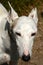 Face portrait of a white podenco ibicenco dog
