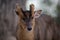 Face portrait of a young male of muntjac deer