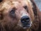 Face predator is massive with small ears and eyes. Head brown bear closeup. Muzzle predator is massive with small ears and eyes