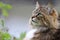 The face of a pretty curious Norwegian Forest Cat in the garden