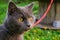 Face of purebred young British blue shorthair cat in harness