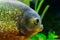 Face of a red bellied piranha in close up, a beautiful and colorful tropical fish from south America