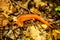 Face of Red Salamander Laying On Fallen Leaves