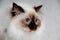 Face of a sad Holy Birman cat