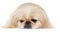 Face of a sad pekingese dog