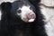 Face Selenarctos bear closeup. Muzzle black Raptor with white breast. Head black Himalayan bear with an open mouth