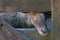 Face of a sheep, nose through opening in an old wooden gate, bucolic rustic scene