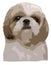 Face of Shih Tzu dog staring straight, illustration vector pop art