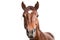 Face Shot of a Horse on white Background. AI