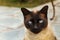 Face of a siamese cat looking to the camera