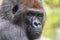 Face of a silverlplated gorilla in the jungle. African wild animal