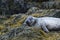 Face of Sleepy Harbor Seal