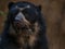 Face of a spectacled bear