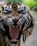 The face of a Sumatran tiger that looks fierce.