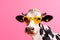 face sunglasses funny colourful character portrait head cute cow animal. Generative AI.