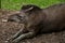 Face of the Tapir
