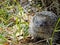 Face-to-face contact with a hedgehog