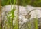 Face to face with juvenile Eastern Green Lizard