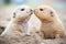 face to face shot of two alert prairie dogs