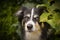 Face of tricolor border collie