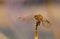 Face View of a Dragonfly as it Balances on a Branch