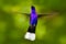 Face view. Flying big blue Hummingbird Violet Sabrewing with blurred green background. Hummingbird in fly. Flying hummingbird. Act