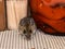 Face view of a wild gray house mouse, Mus musculus, in a kitchen cabinet with jars of food behind him.