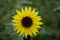 Face View of a Wild Sunflower Blosom