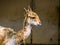 The face of a vinua in closeup, mountain animal from the Andes of Peru, Specie related to the camel and alpaca