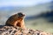 Face and Whiskers of Yellow Bellied Marmot