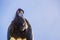 The face of a white bellied stork in closeup, scary looking bird, tropical animal specie from Africa